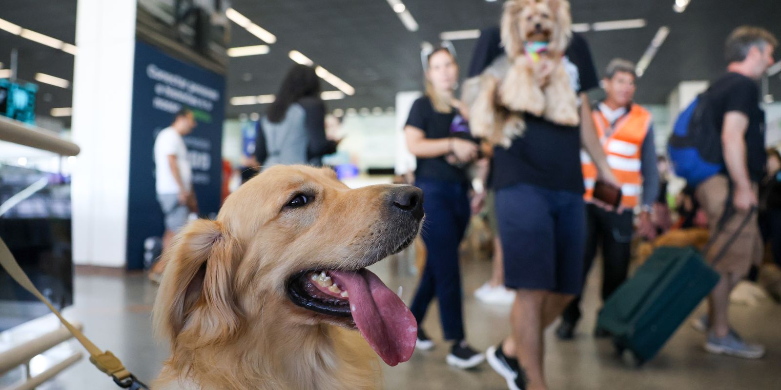 Aéreas podem se negar a embarcar animais de suporte emocional, diz STJ