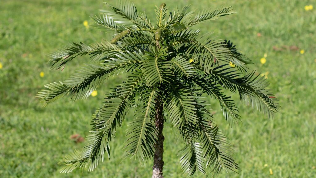 Conheça o Wollemi, árvore dos dinossauros que tem “parentes” no Brasil