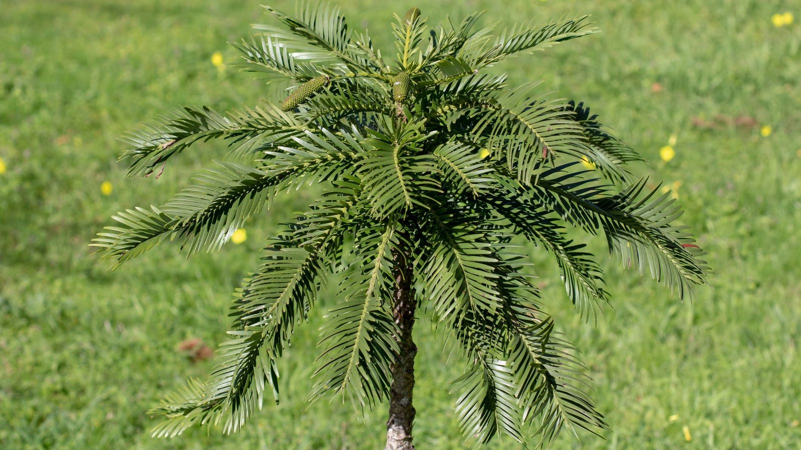 Conheça o Wollemi, árvore dos dinossauros que tem “parentes” no Brasil