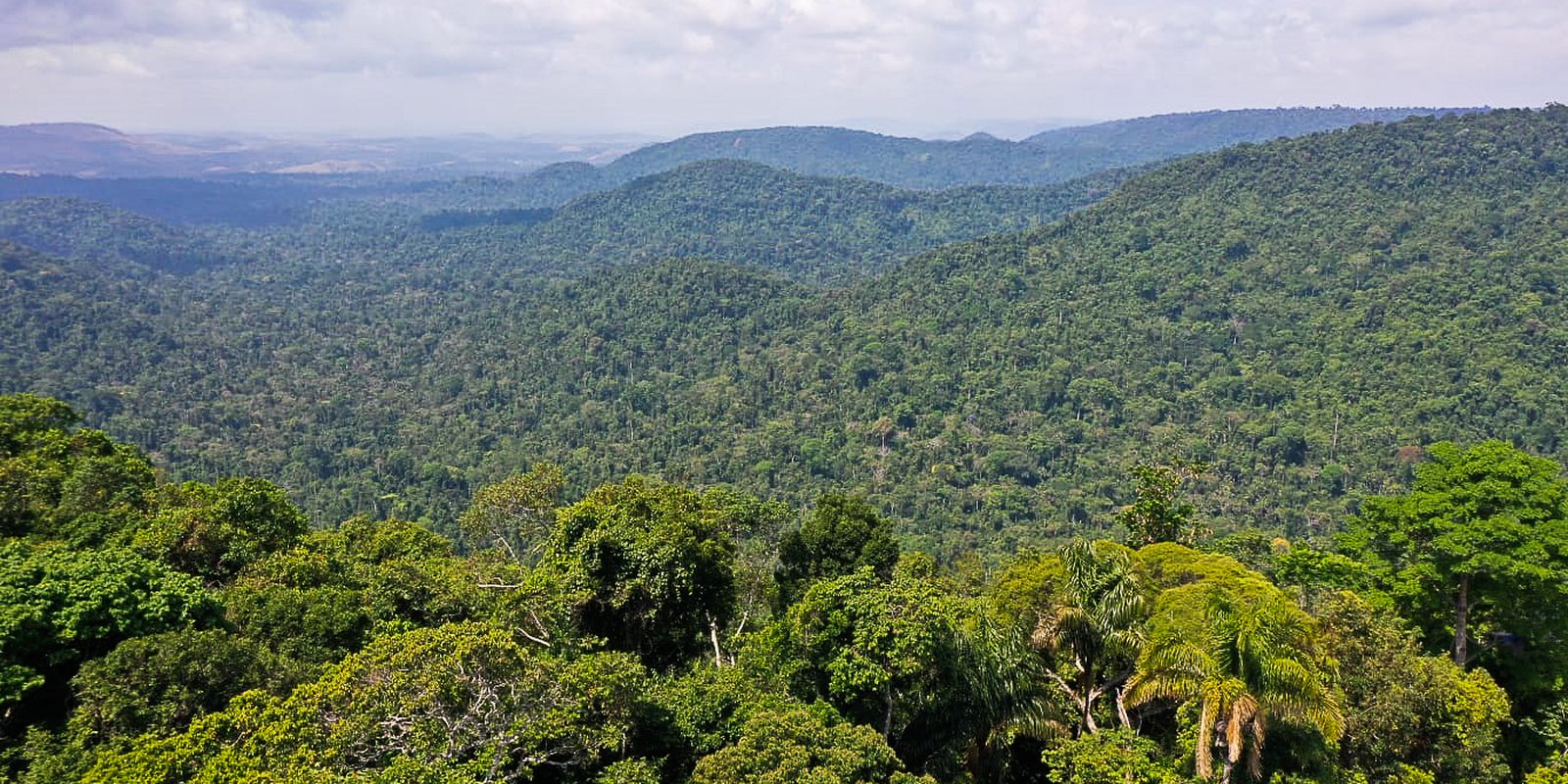 Instituto lança edital para projetos que protejam a Amazônia